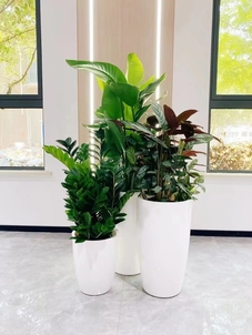 宁波前湾盆景租赁方案